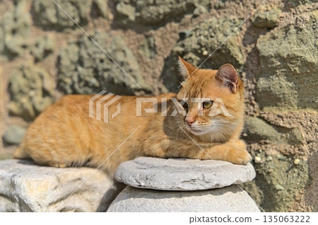 Cat at the monastery of St. Stephen on a sunny day 135063222