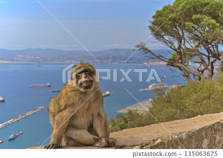 A monkey sitting on a concrete wall on Gibraltar Rock A monkey sitting on a concrete wall on Gibraltar Rock 135063675