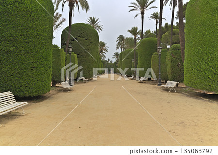 Large road in the Parque Genoves in Cadiz 135063792