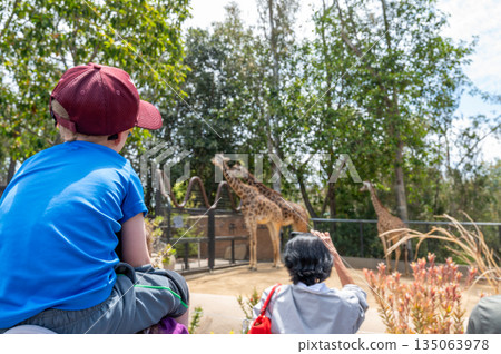 Child enjoys watching giraffes at the zoo on a sunny afternoon with family and friends nearby capturing the moment 135063978