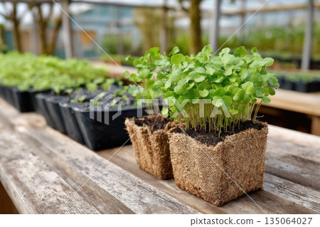 Seedlings grow in small containers placed on a wooden table in a greenhouse filled with other small plants during daylight 135064027
