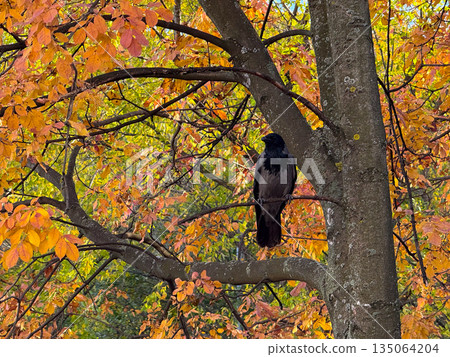 Crow sitting on tree branch with colorful autumn leaves. Contrast, symbolism and coexistence of nature and mystery. Crow sitting on tree branch with colorful autumn leaves. Contrast, symbolism and coexistence of nature and mystery. 135064204
