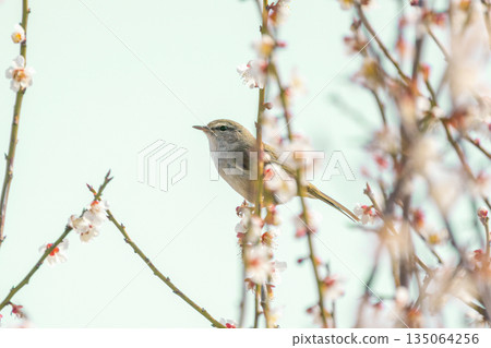 Warbler perching on a branch of a plum tree 135064256
