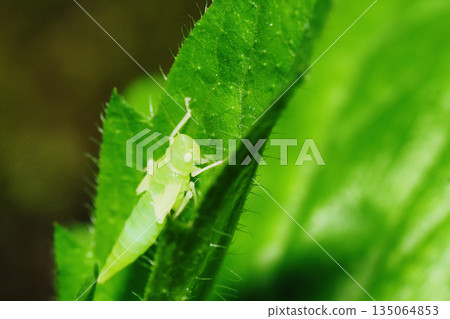 Larvae of Pinus thunbergii 135064853
