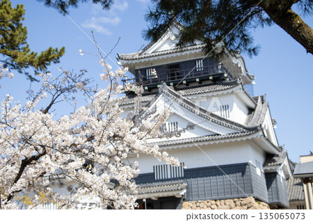 Okazaki Castle Sakura 135065073