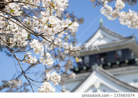 Okazaki Castle Sakura Okazaki Castle Sakura 135065074