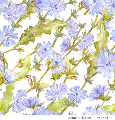 Seamless pattern with pastel blue flowers chicory , stems and leaves, watercolor illustration on isolated background. Source of decaffeinated drink for healthy eating and vegan diet. Seamless pattern with pastel blue flowers chicory , stems and leaves, watercolor illustration on isolated background. Source of decaffeinated drink for healthy eating and vegan diet. 135065102