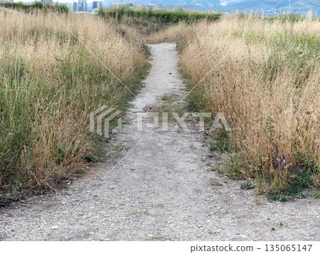 Field with green grass and a small path, with high-rise buildings visible on the horizon, combining natural landscape and urban development 135065147