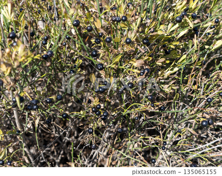Small black wild berries growing on a mountain hillside, similar to crowberry, natural vegetation in a coastal landscape under summer light Small black wild berries growing on a mountain hillside, similar to crowberry, natural vegetation in a coastal landscape under summer light 135065155