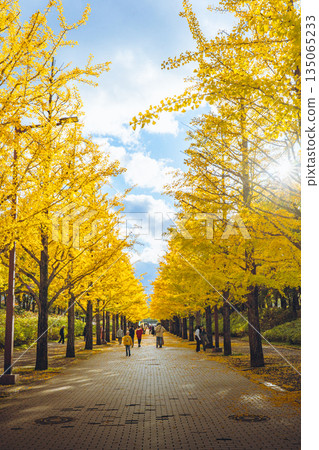 陽光照耀下的銀杏樹排列在阿祖瑪體育公園的街道兩旁。 135065233