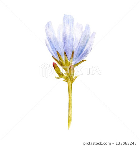 A pastel-blue chicory flower, a wild medicinal plant, watercolor illustration, on an isolated background. Simple clip art of the plant for a decaffeinated drink for healthy eating and vegan diets 135065245