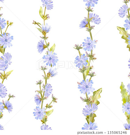 Seamless pattern with pastel blue flowers chicory, stems and leaves, watercolor illustration on isolated background. Source of decaffeinated drink for healthy eating and vegan diet. 135065246