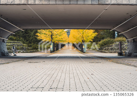 Ginkgo trees lined Azuma Sports Park seen from under the bridge 135065326