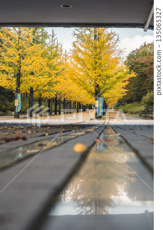 Ginkgo trees lined Azuma Sports Park seen from under the bridge 135065327