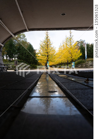 Ginkgo trees lined Azuma Sports Park seen from under the bridge 135065328