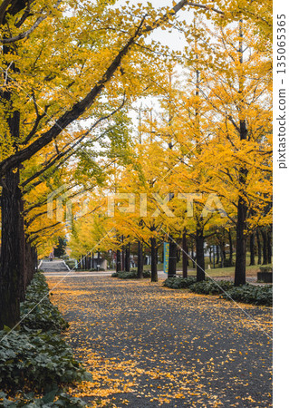 Ginkgo and fallen leaf path at Azuma Sports Park Ginkgo and fallen leaf path at Azuma Sports Park 135065365