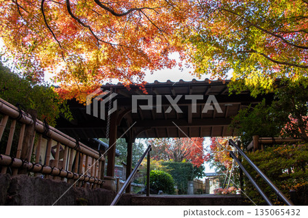 約札嫩的秋葉 135065432