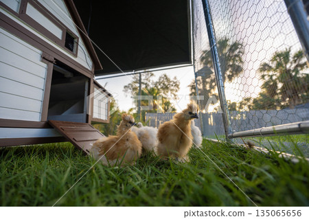 Happy silkie chicks sustainably raised in free range chicken coop. Domestic chicken on small backyard farm Happy silkie chicks sustainably raised in free range chicken coop. Domestic chicken on small backyard farm 135065656