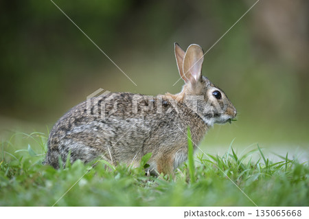 Grey small hare eating grass on summer field. Wild rabbit in nature 135065668