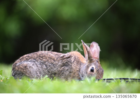 Grey small hare eating grass on summer field. Wild rabbit in nature 135065670