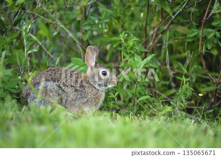 Grey small hare eating grass on summer field. Wild rabbit in nature 135065671