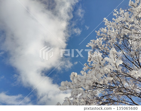 Snow-covered wood Snow-covered wood 135065680