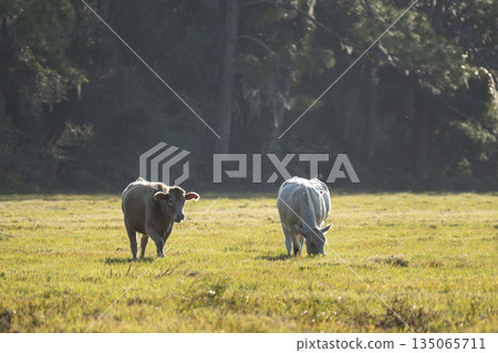 Feeding of cattle on farmland grassland. Milk cows grazing on green farm pasture on warm summer day 135065711