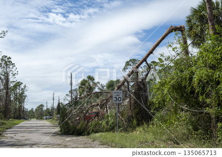 Fallen down big tree on power and communication lines after hurricane in Florida. Consequences of natural disaster 135065713