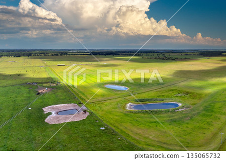 Drinking source for milk cows on green farm grassland in Florida. Water pond on cattle grazing in pasture field 135065732