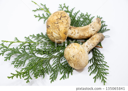 Matsutake mushrooms from America Matsutake mushrooms from America 135065841