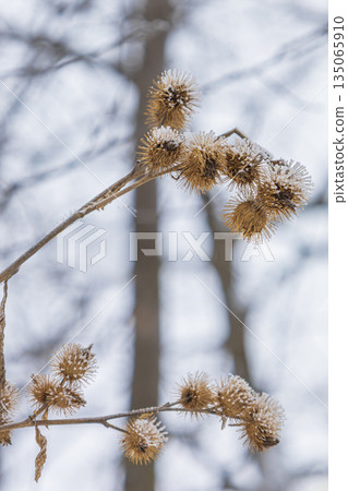Frost Covered Burdock Seed Heads 135065910