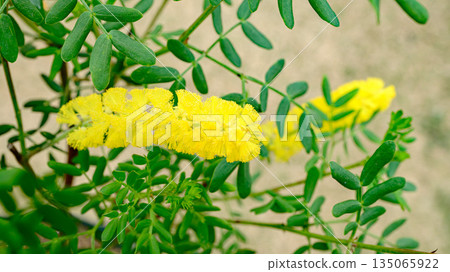 Acacia dormondii Acacia dormondii 135065922