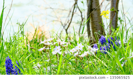 Spring flower Spring flower 135065925
