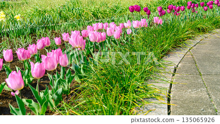Tulip flower Tulip flower 135065926
