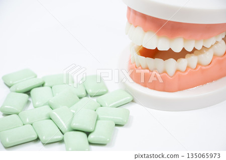 Gum Tooth model Gum Tooth model 135065973