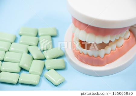Gum Tooth model Gum Tooth model 135065980
