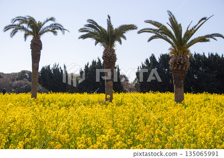 Irago rapeseed flower field 135065991