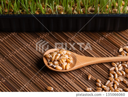 Top view of organic sprouted wheat grains on a light rustic wooden background. Concept of healthy living, raw food, vegan diet, detox, natural probiotics and vitamins. Top view of organic sprouted wheat grains on a light rustic wooden background. Concept of healthy living, raw food, vegan diet, detox, natural probiotics and vitamins. 135066060