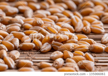 Sprouted wheat grains, a symbol of vitality and healthy nutrition. The concept of wellness, plant-based diet, mindful eating and natural living. Sprouted wheat grains, a symbol of vitality and healthy nutrition. The concept of wellness, plant-based diet, mindful eating and natural living. 135066061