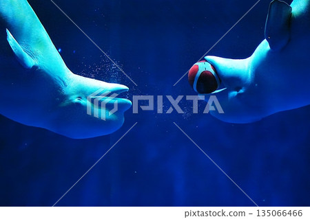 絲綢海豚 絲綢海豚 135066466