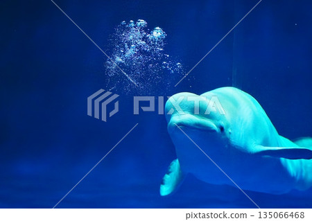 Beluga whale show scene Beluga whale show scene 135066468