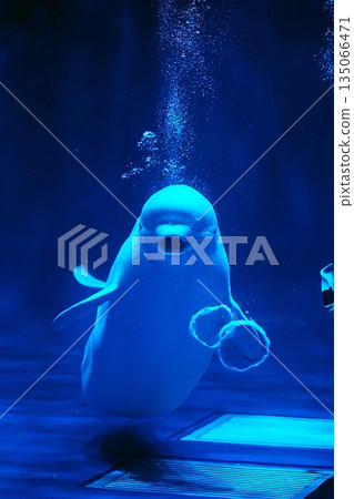 Beluga whale show scene Beluga whale show scene 135066471