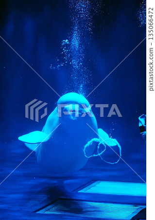 Silk dolphin 135066472