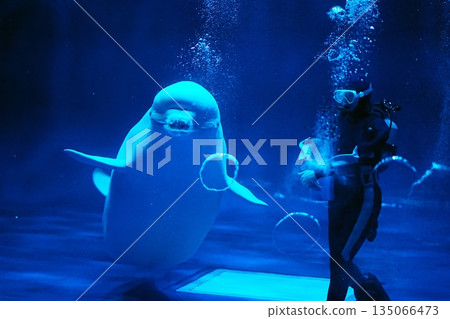 絲綢海豚 135066473