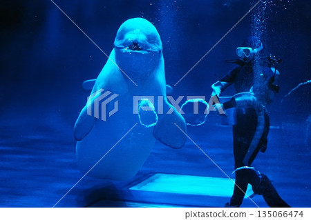Silk dolphin Silk dolphin 135066474