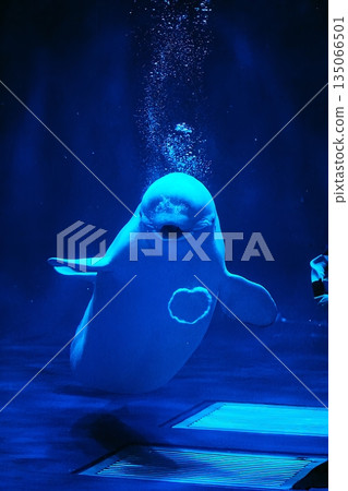 Beluga whale show scene Beluga whale show scene 135066501