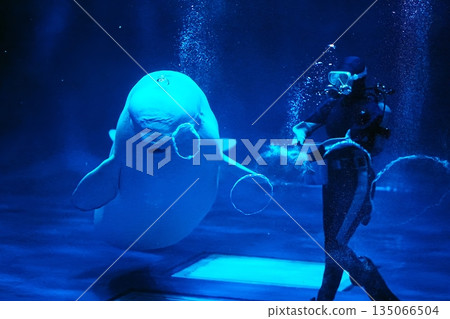 Beluga whale show scene 135066504