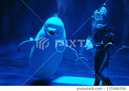 Beluga whale show scene Beluga whale show scene 135066506