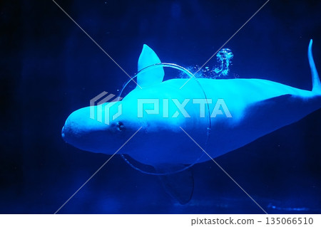Beluga whale show scene 135066510