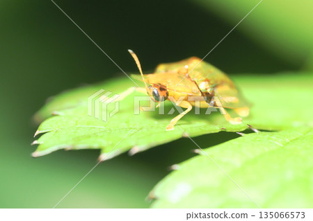 Jingasa beetle Jingasa beetle 135066573